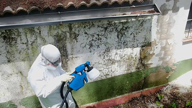 Top rated local Mold Remediation specialists in Roselle, IL